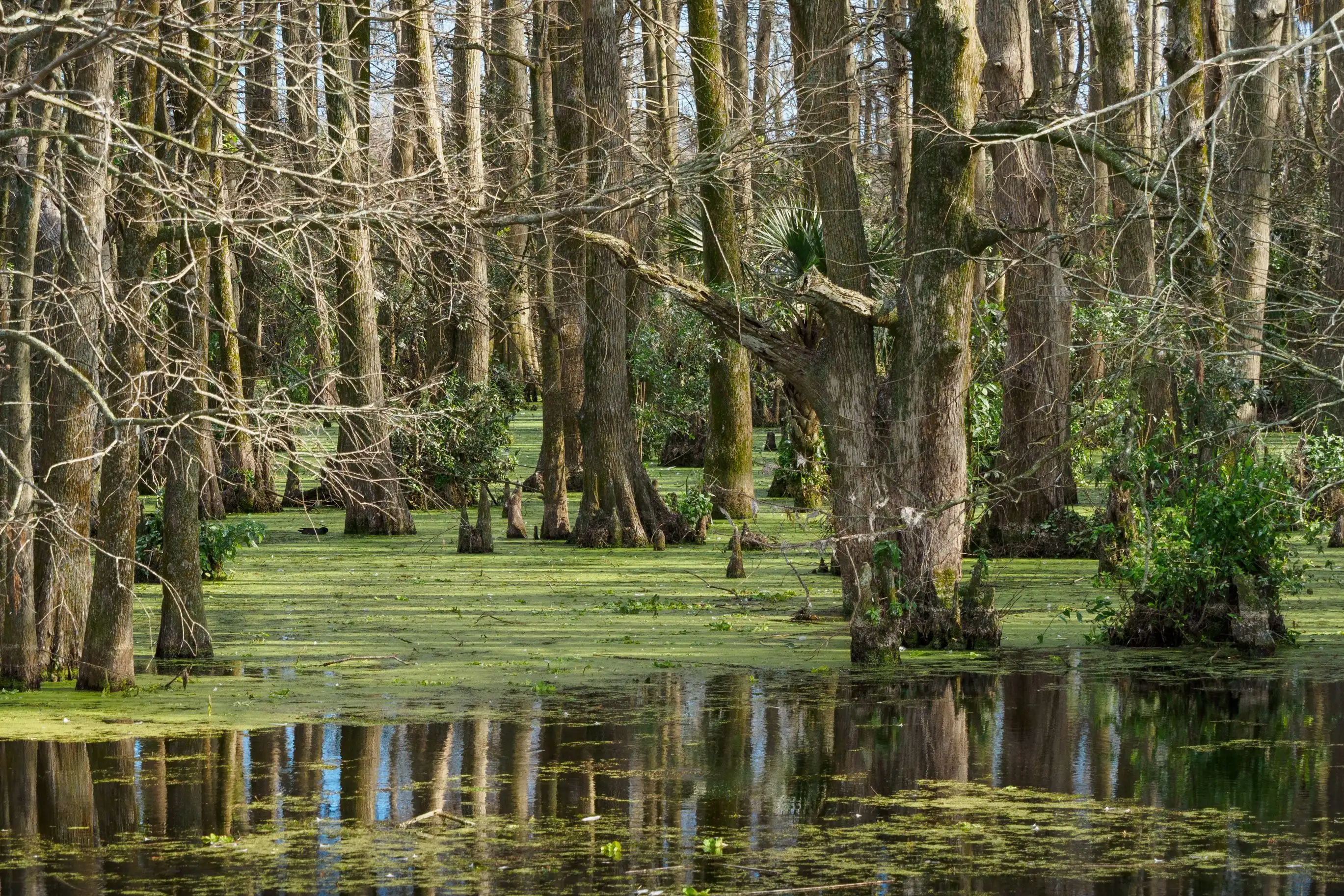 Louisiana Travel Guide & <span>Local Insights</span>